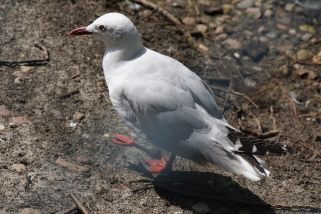 Chroicocephalus novaehollandiae - Silberkopfmöwe (Weißkopf-Lachmöwe)